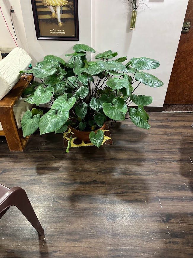 Indoor Plant Project 5